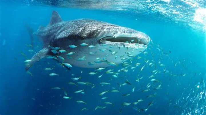 Sharks attack whale carcass off Rottnest Island’s popular beach